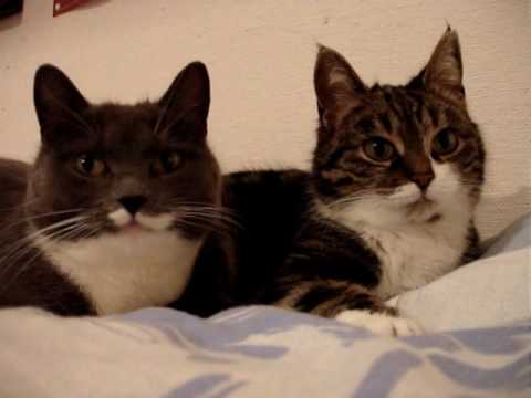 Kočičí vrnění