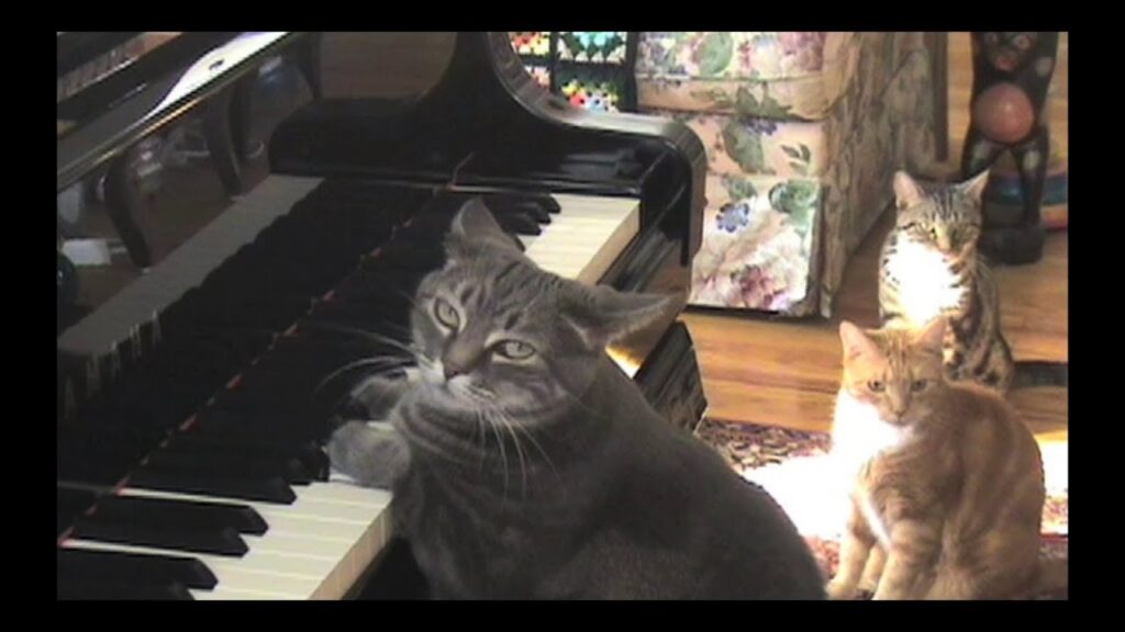 CATcerto