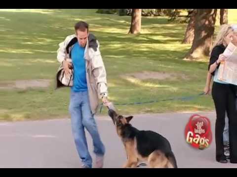 Vlčák sežral čivavu! Nebo ne?