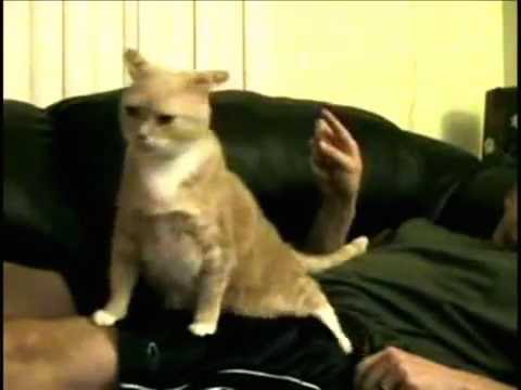 Trololol Cat